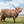 Load image into Gallery viewer, Henry the Highland Coo - print