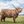 Load image into Gallery viewer, Henry the Highland Coo - print
