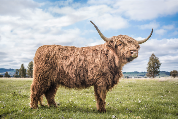 Henry the Highland Coo - print