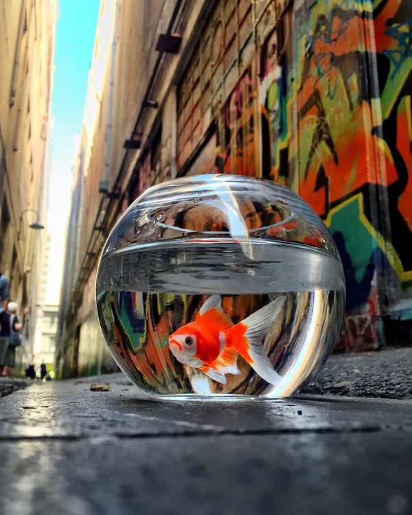 Finding Nemo - Print